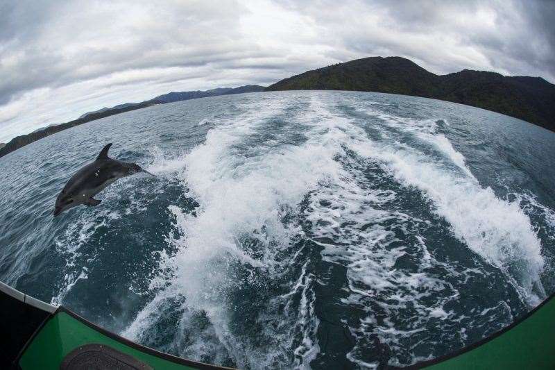 Queen Charlotte Track New Zealand