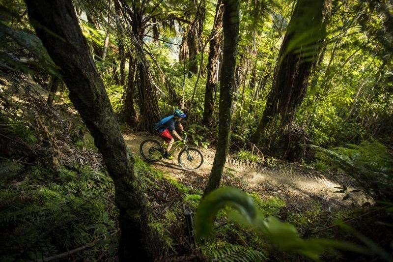 Queen Charlotte Track New Zealand