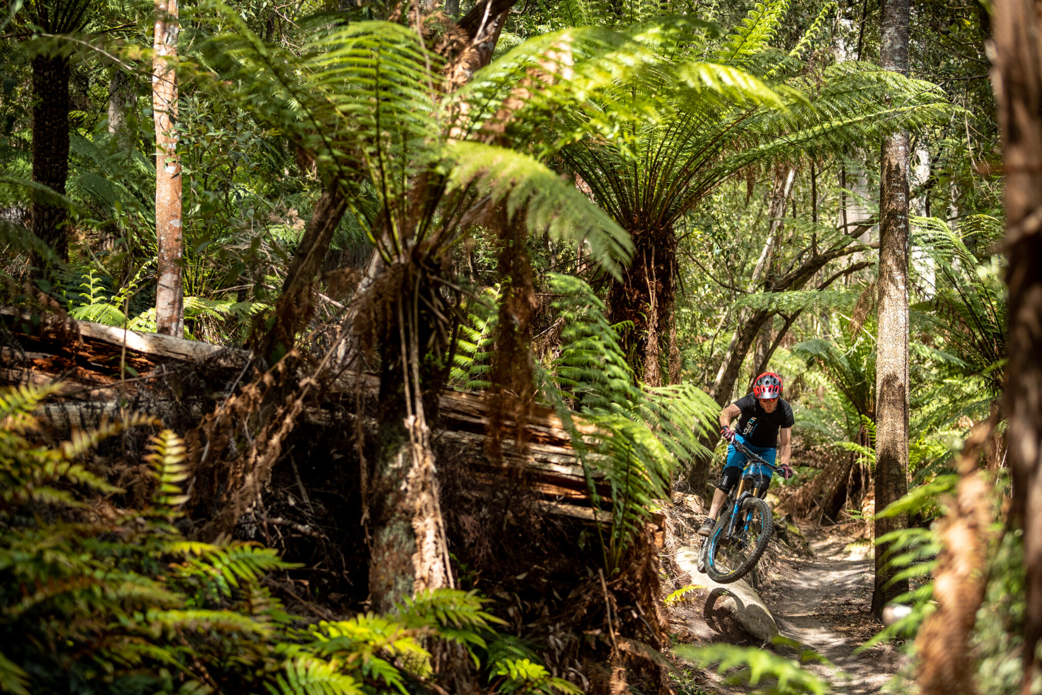 Blue Derby Mountain Bike Park